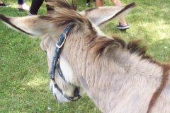 2019 Germania Club Picnic