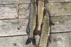 IMG_3528
